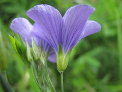 Linum nervosum