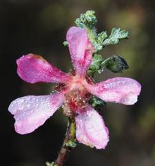 Anisodontea setosa
