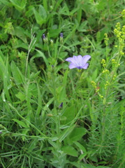 Linum nervosum