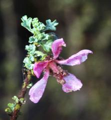 Anisodontea setosa