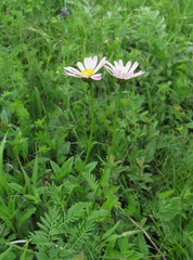 Tanacetum coccineum
