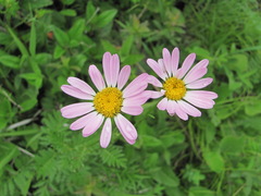 Tanacetum coccineum