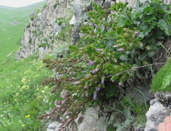Campanula ossetica