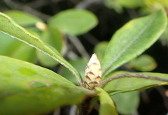 Rhododendron serrulatum