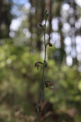Prochnyanthes mexicana