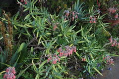 Cotyledon orbiculata dactylopsis