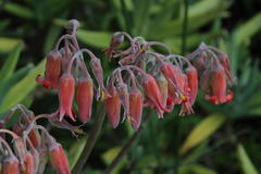 Cotyledon orbiculata dactylopsis