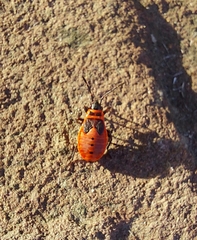 Pyrrhocoris apterus
