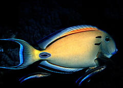 Acanthurus tennentii