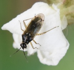 Dicyphus globulifer