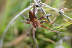 Nilus