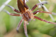 Nilus