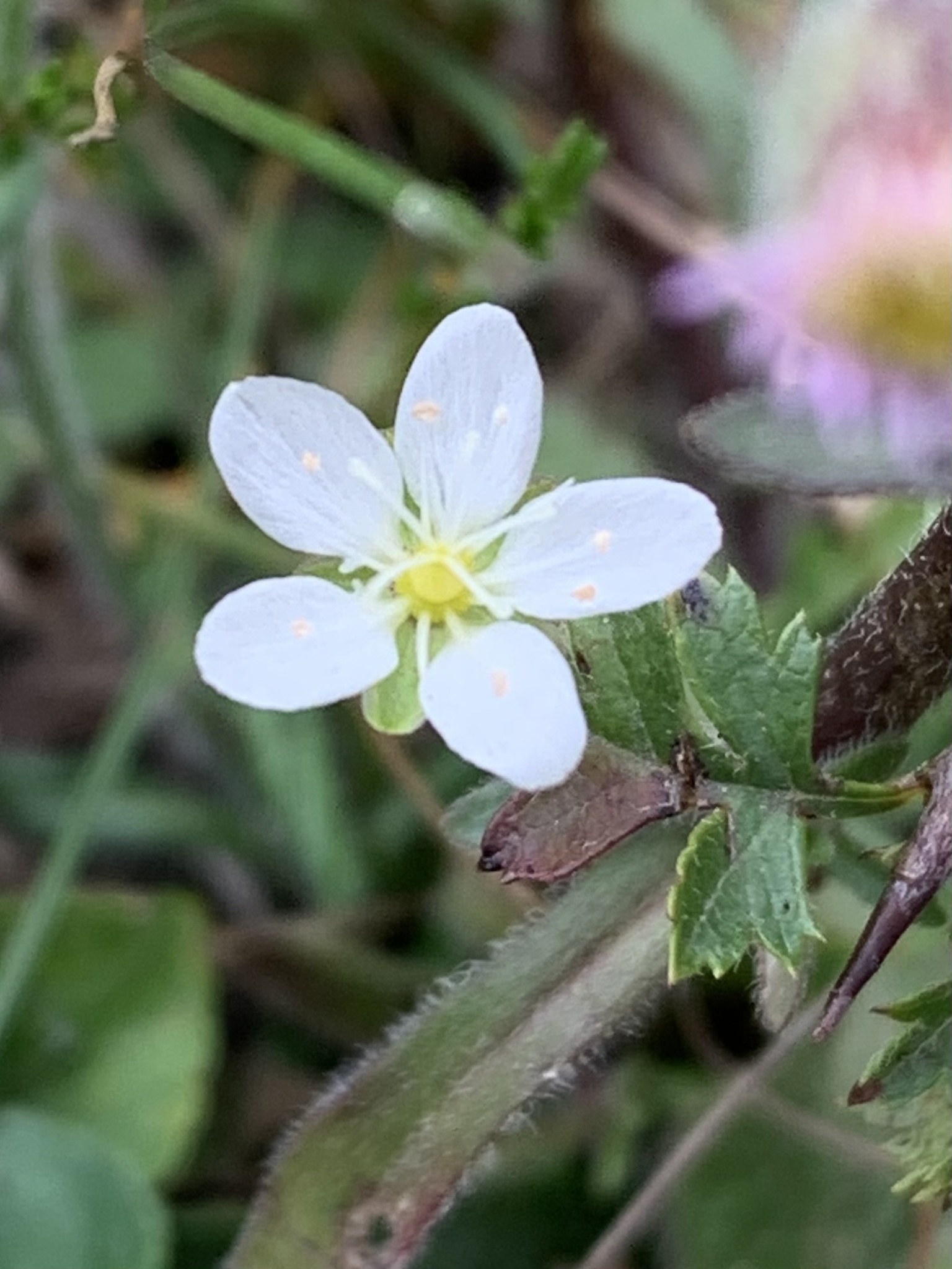 Sagina nodosa