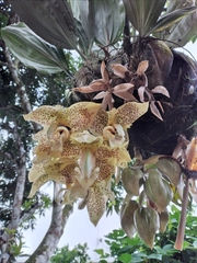 Stanhopea
