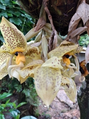 Stanhopea