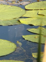 Cyprinus carpio carpio