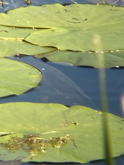 Cyprinus carpio carpio
