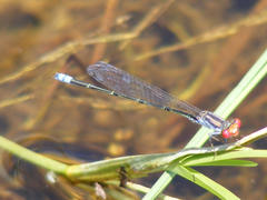 Pseudagrion sublacteum