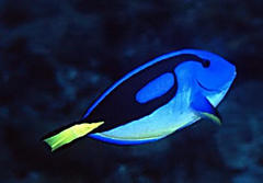 Paracanthurus hepatus