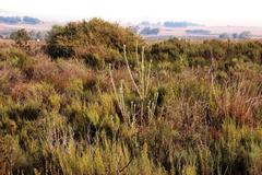 Leucadendron verticillatum