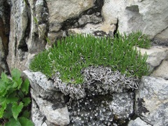 Gypsophila tenuifolia