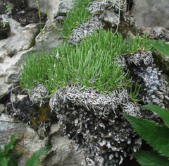 Gypsophila tenuifolia