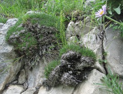 Gypsophila tenuifolia