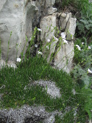 Gypsophila tenuifolia