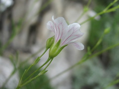 Gypsophila tenuifolia