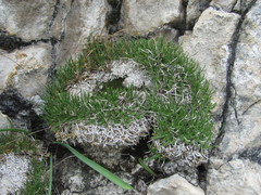 Gypsophila tenuifolia
