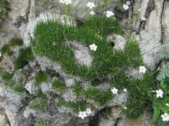 Gypsophila tenuifolia