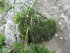 Gypsophila tenuifolia