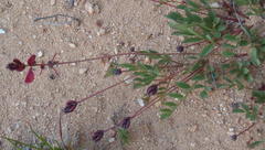 Indigofera capillaris