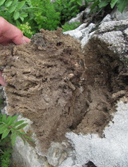 Gypsophila tenuifolia