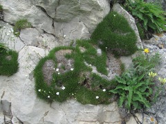 Gypsophila tenuifolia