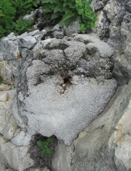 Gypsophila tenuifolia