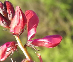 Indigofera capillaris