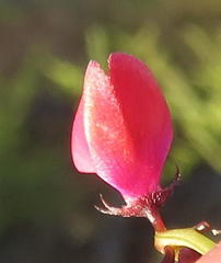 Indigofera capillaris