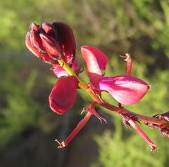 Indigofera capillaris
