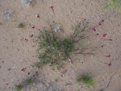Indigofera capillaris