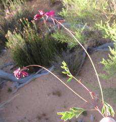 Indigofera capillaris