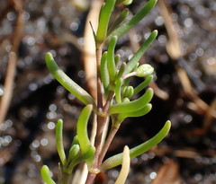 Spergularia canadensis