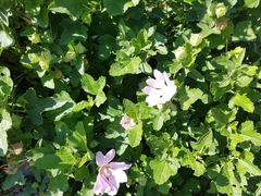 Malva thuringiaca