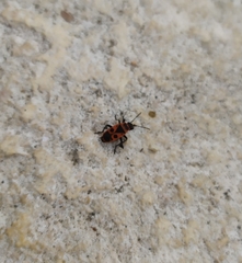 Pyrrhocoris apterus