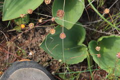 Eriospermum capense capense