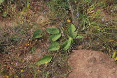 Eriospermum capense capense