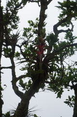 Tillandsia bourgaei
