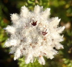 Phylica curvifolia