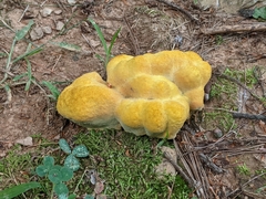 Phaeolus schweinitzii