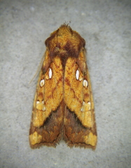 Papaipema harrisii